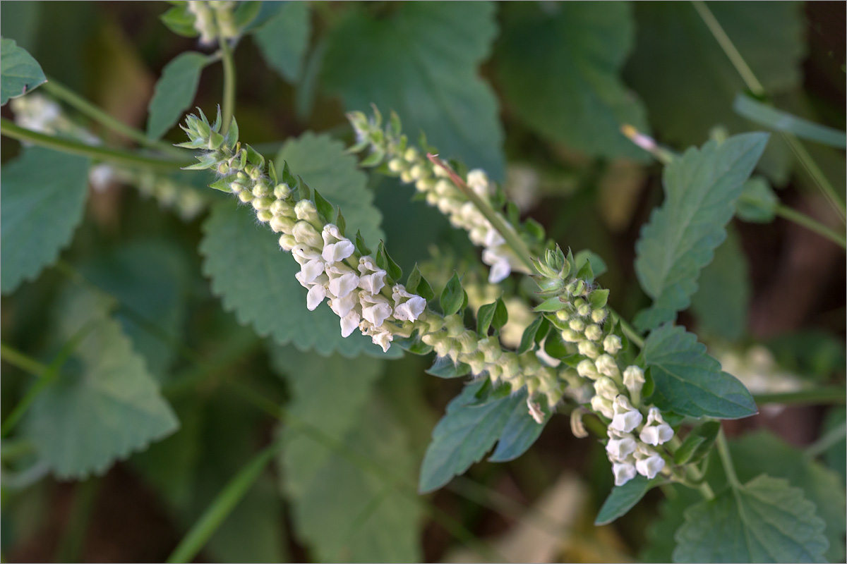 Image of Scutellaria sieberi specimen.