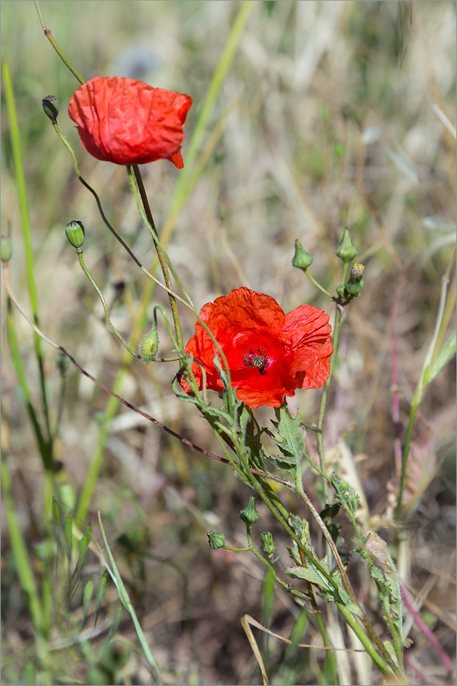 Image of Papaver rhoeas specimen.