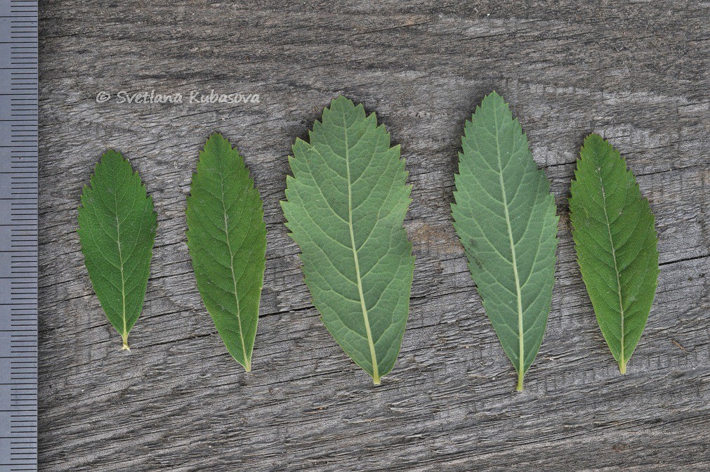 Image of Spiraea &times; billardii specimen.