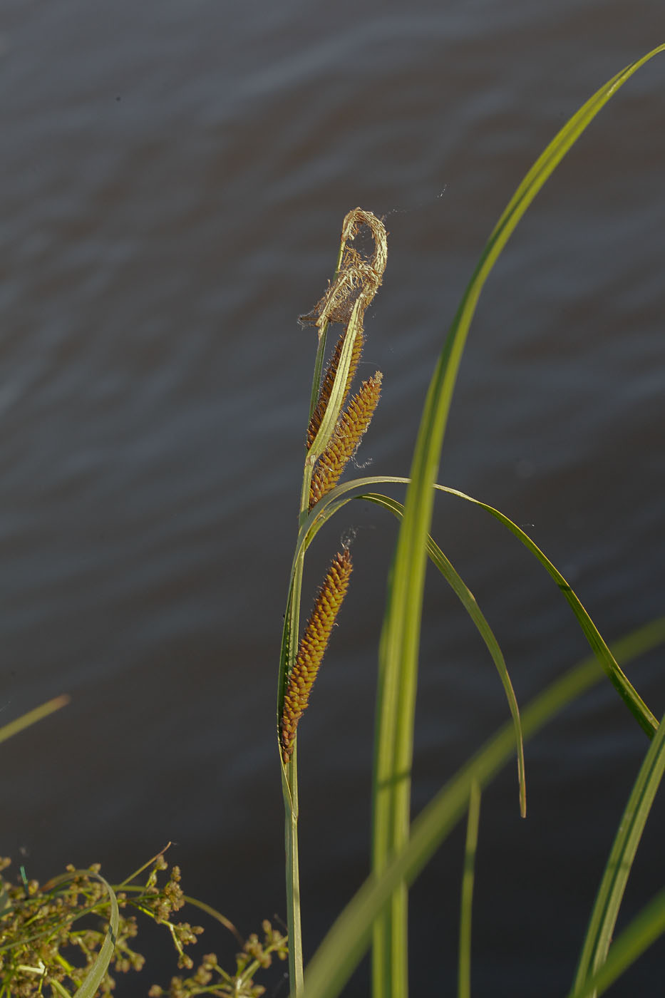 Image of Carex acuta specimen.