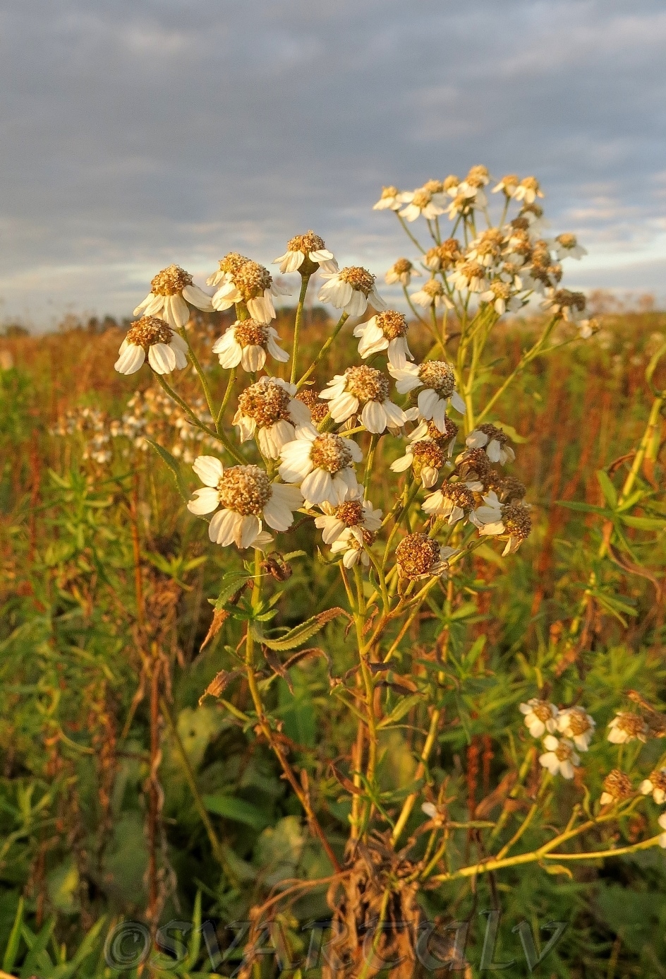 Image of Achillea cartilaginea specimen.