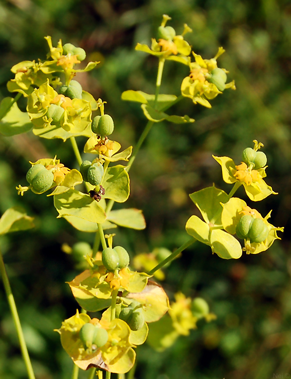 Image of Euphorbia virgata specimen.