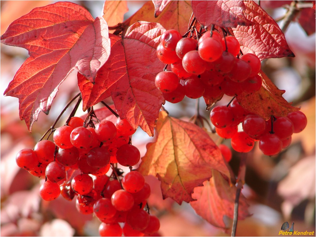 Image of Viburnum opulus specimen.