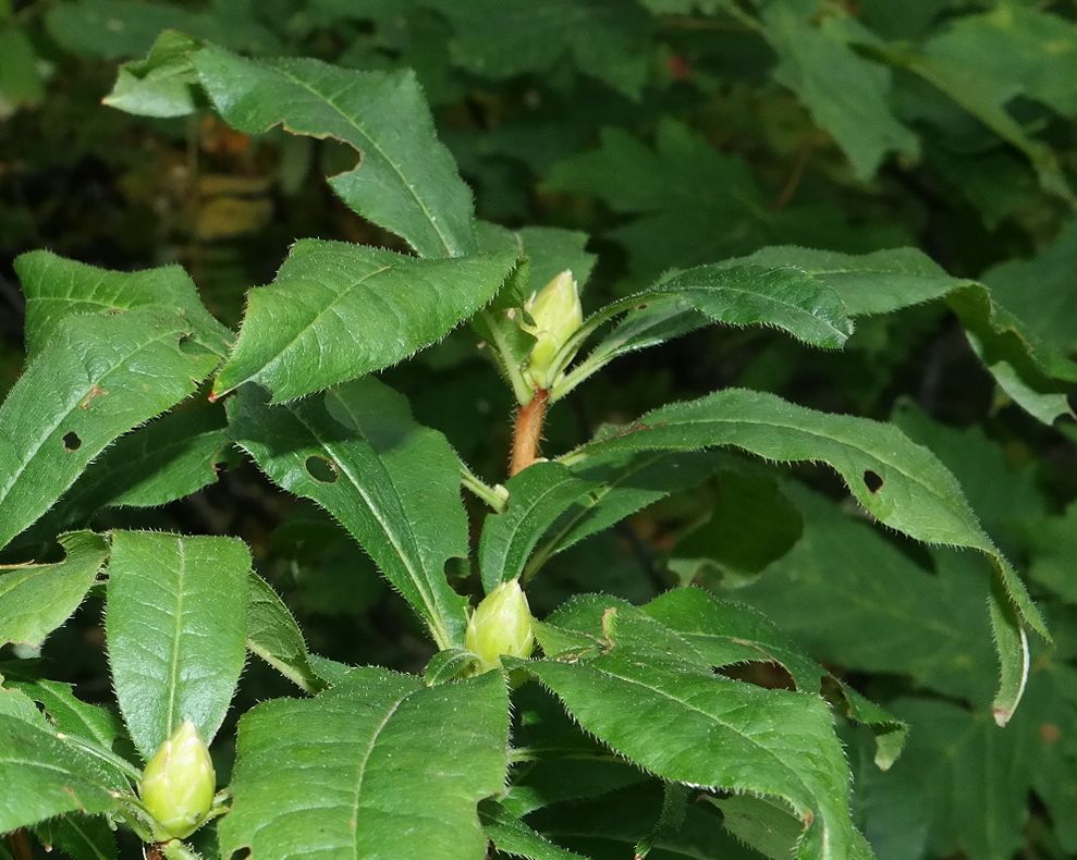 Image of Rhododendron luteum specimen.