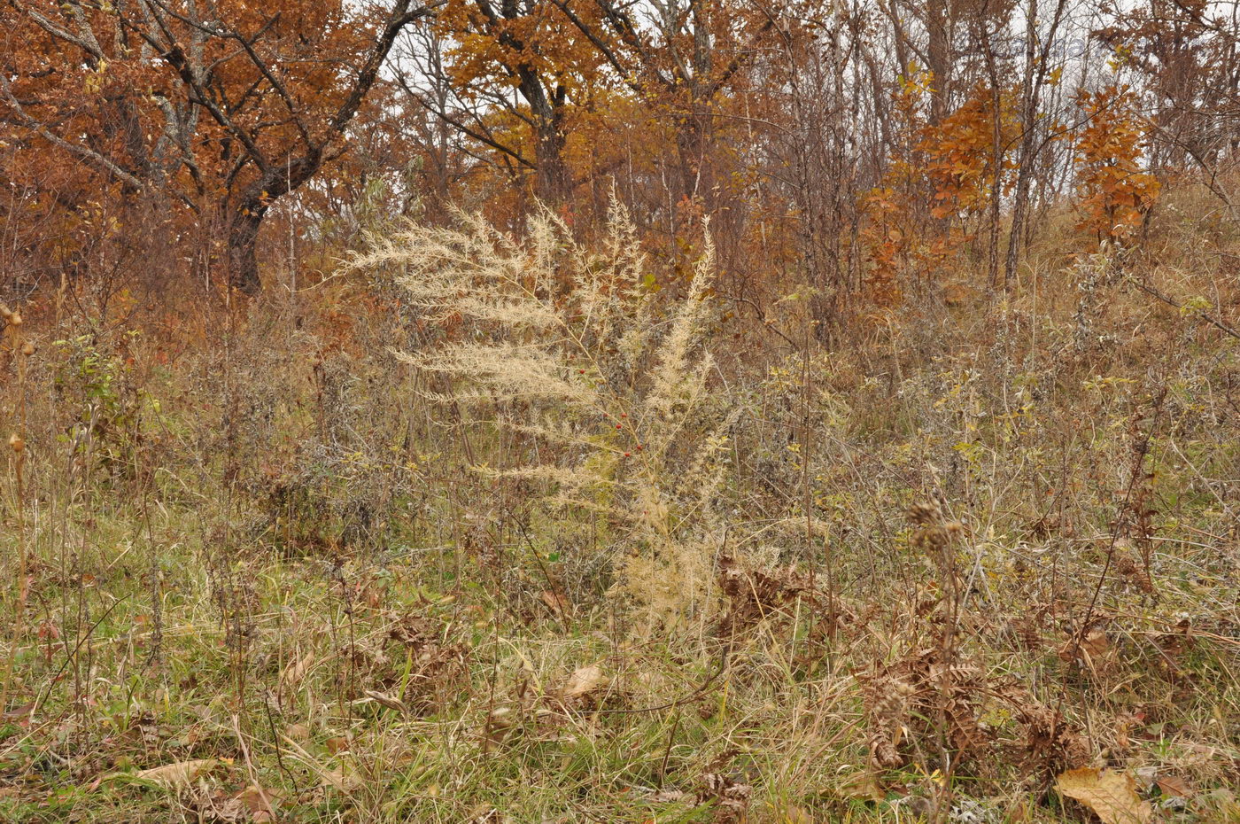 Image of Asparagus schoberioides specimen.