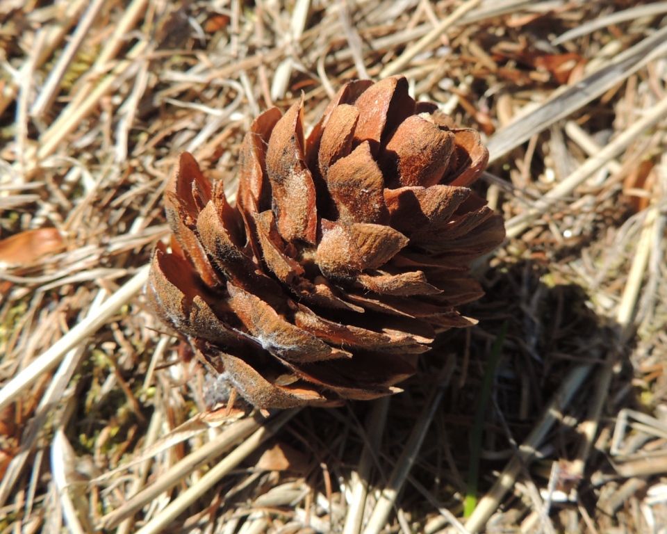 Image of Larix sukaczewii specimen.