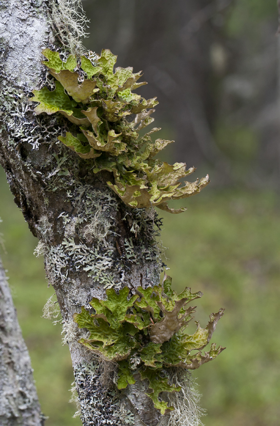 Изображение особи Lobaria pulmonaria.