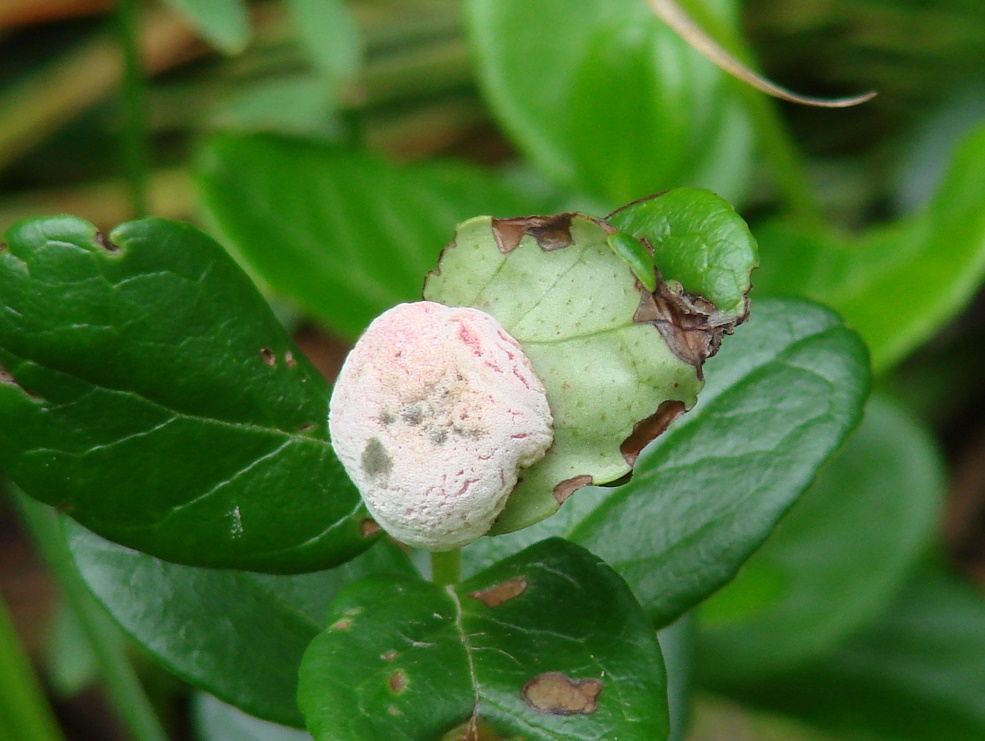 Image of Vaccinium vitis-idaea specimen.