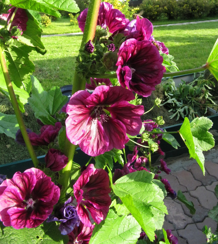 Image of Malva mauritiana specimen.