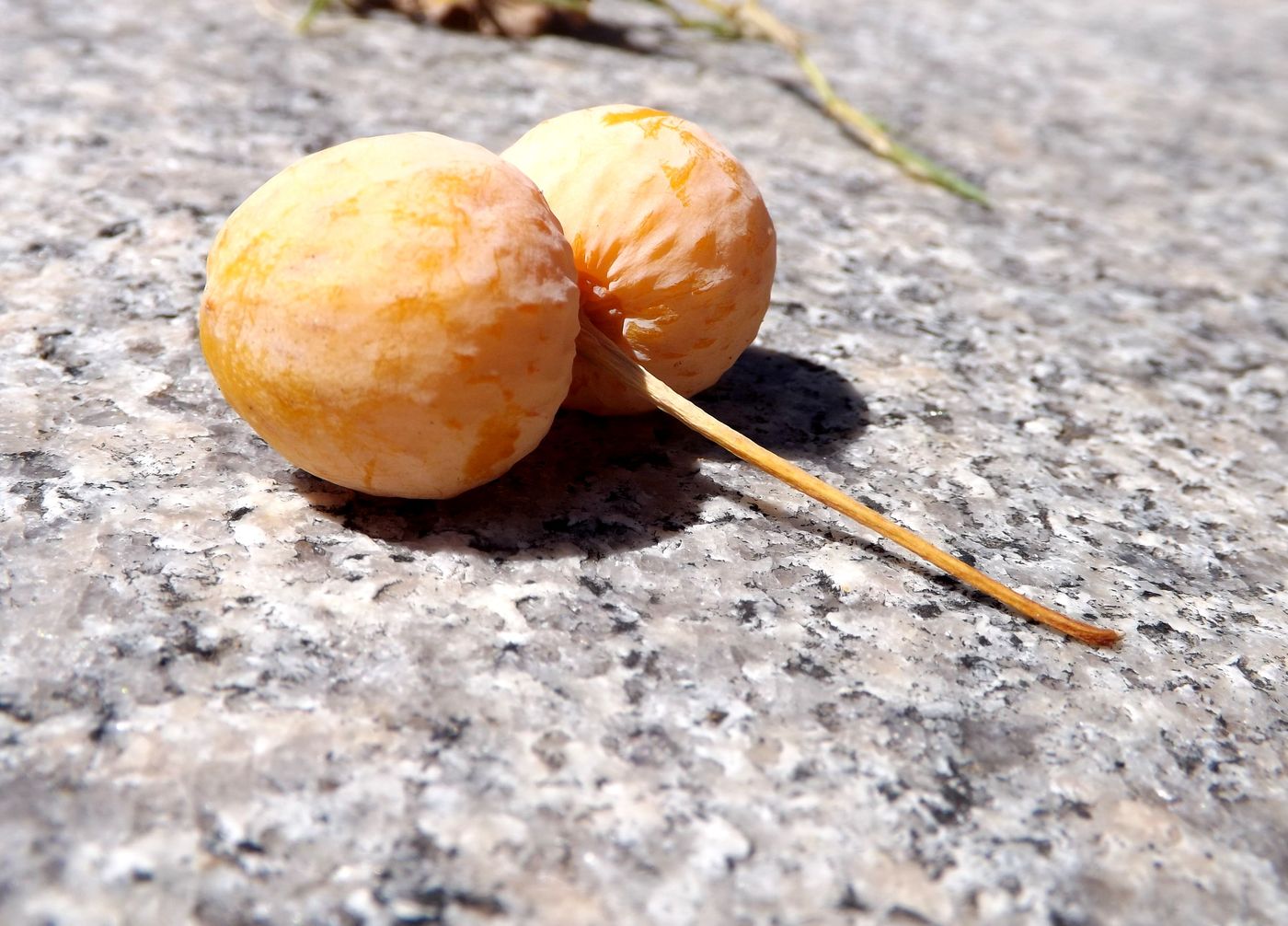 Image of Ginkgo biloba specimen.