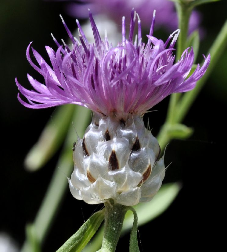 Image of Centaurea deusta specimen.