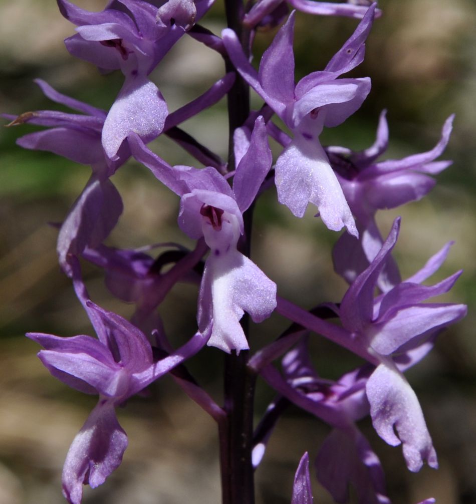 Image of Orchis mascula specimen.