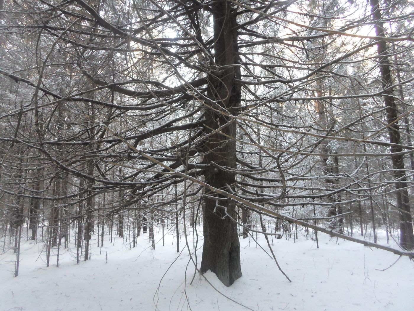 Image of Picea abies specimen.