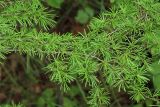 Larix kamtschatica