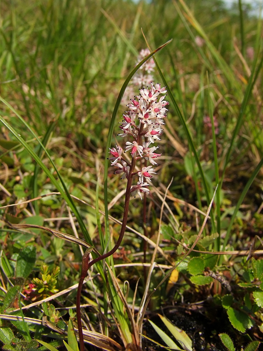 Image of Tofieldia coccinea specimen.