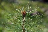 Pinus sylvestris. Верхушка 2-летнего саженца. Московская обл., Раменский р-н, окр. дер. Хрипань, садовый участок. 30.04.2017.