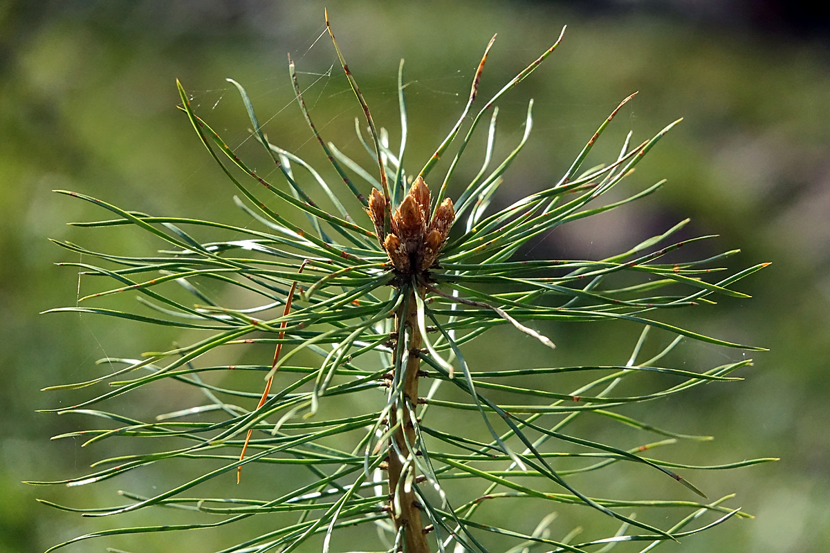 Image of Pinus sylvestris specimen.