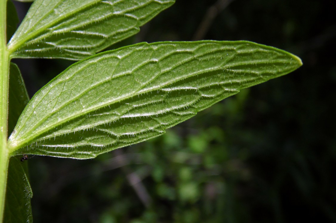 Image of Valeriana officinalis specimen.