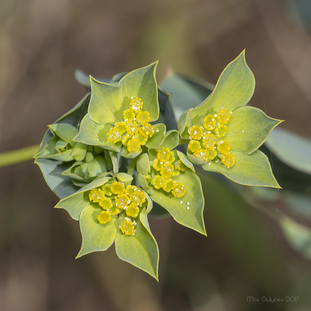 Image of Bupleurum rotundifolium specimen.