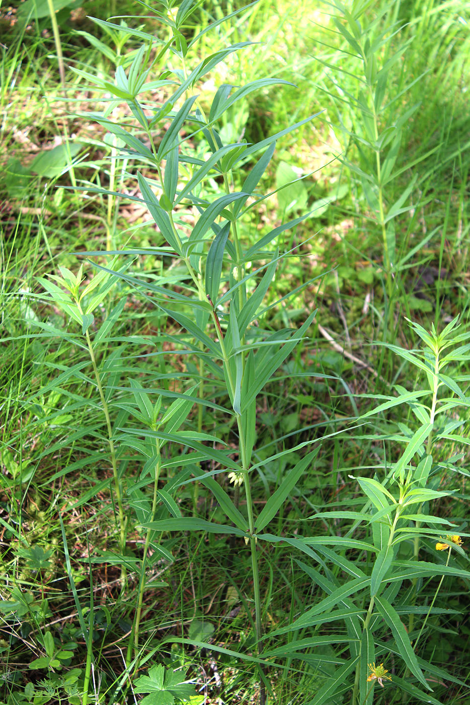 Изображение особи Polygonatum verticillatum.