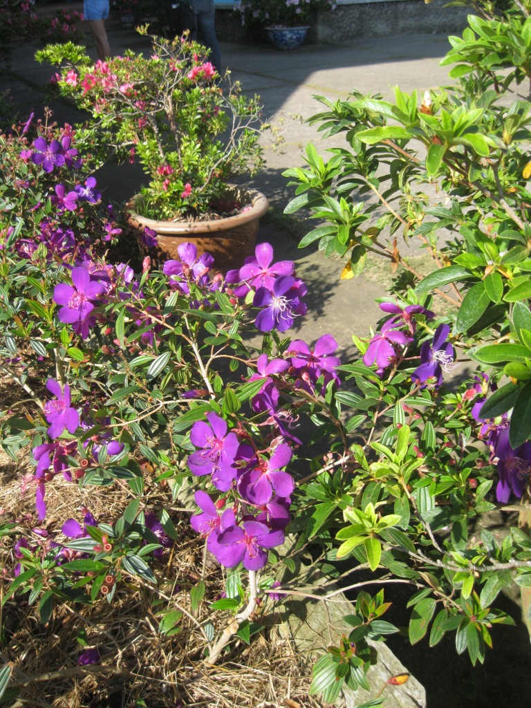 Изображение особи Tibouchina urvilleana.