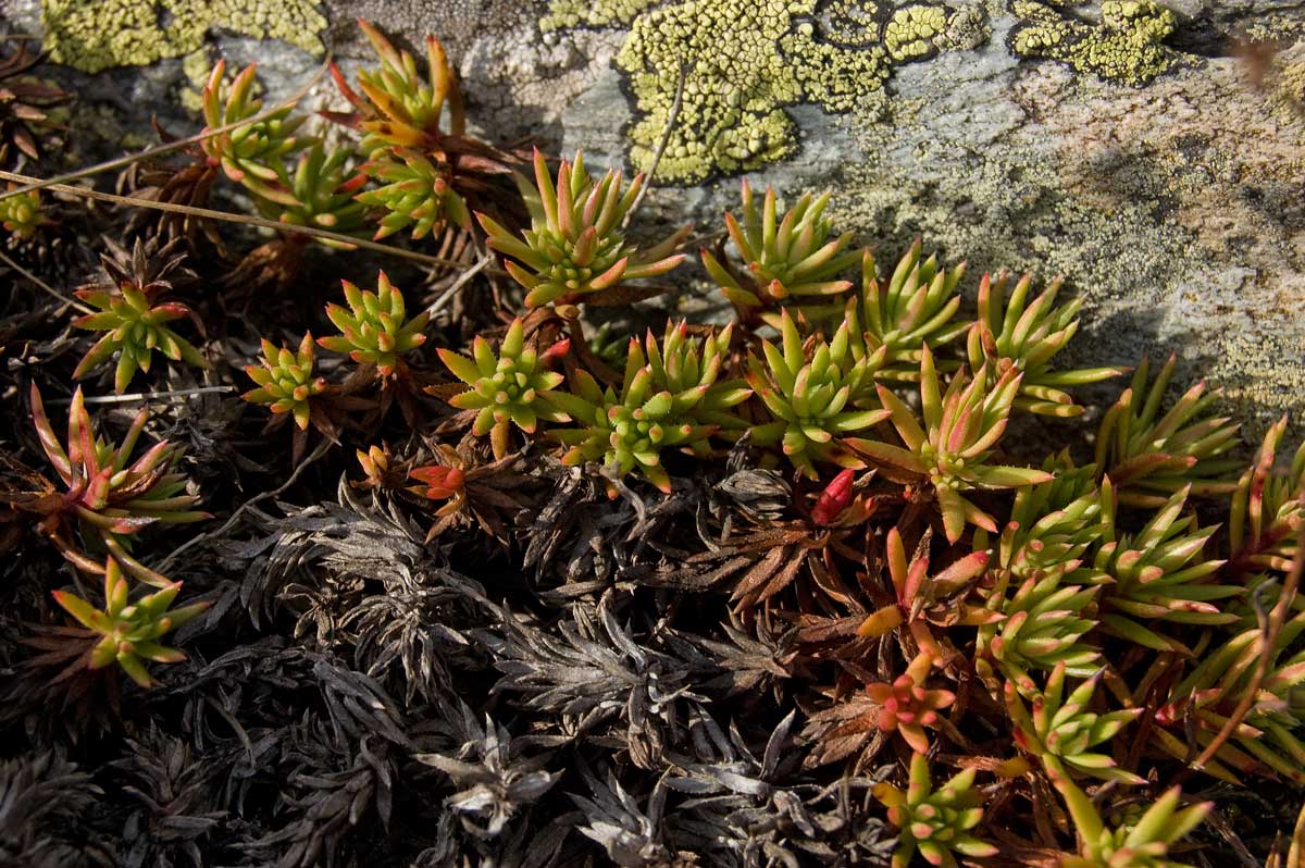 Изображение особи Saxifraga spinulosa.