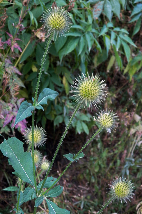 Изображение особи Dipsacus strigosus.