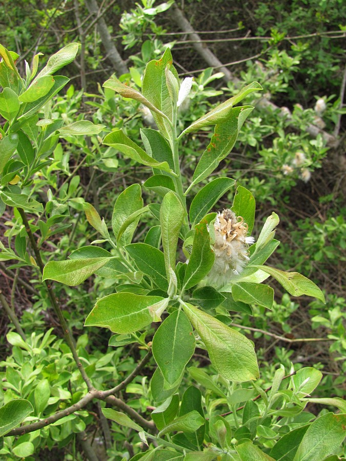 Image of Salix cinerea specimen.