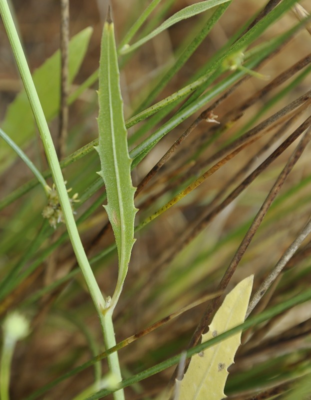 Image of Tolpis umbellata specimen.