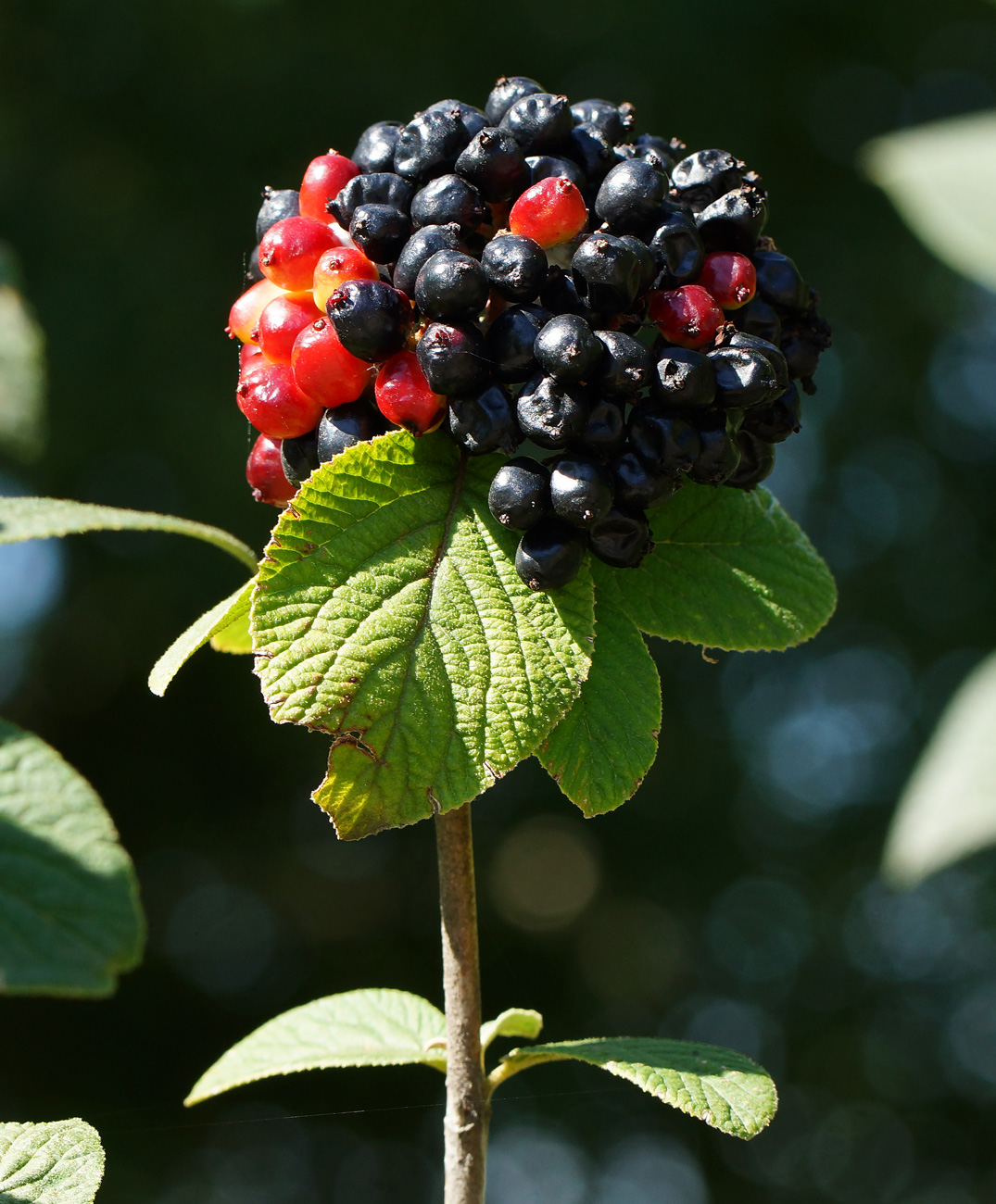 Изображение особи Viburnum lantana.