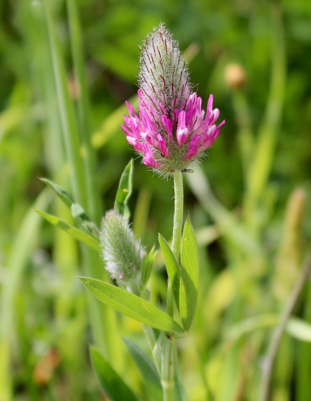 Изображение особи Trifolium purpureum.