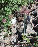 Allium taeniopetalum