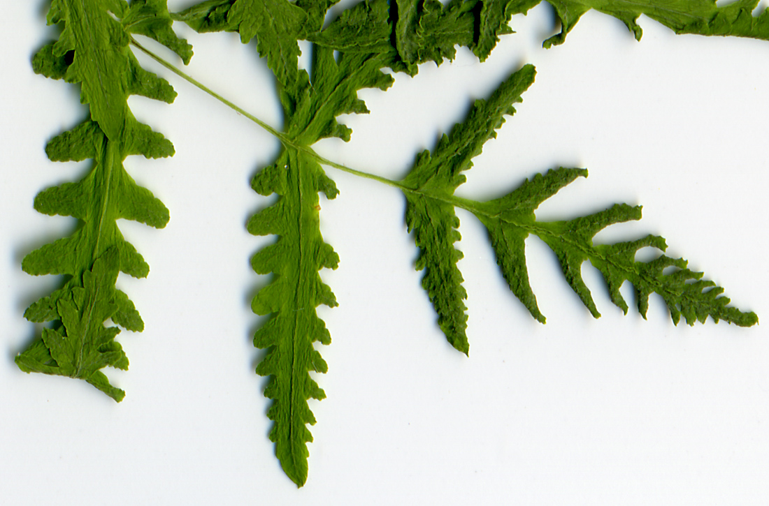 Image of Gymnocarpium dryopteris specimen.