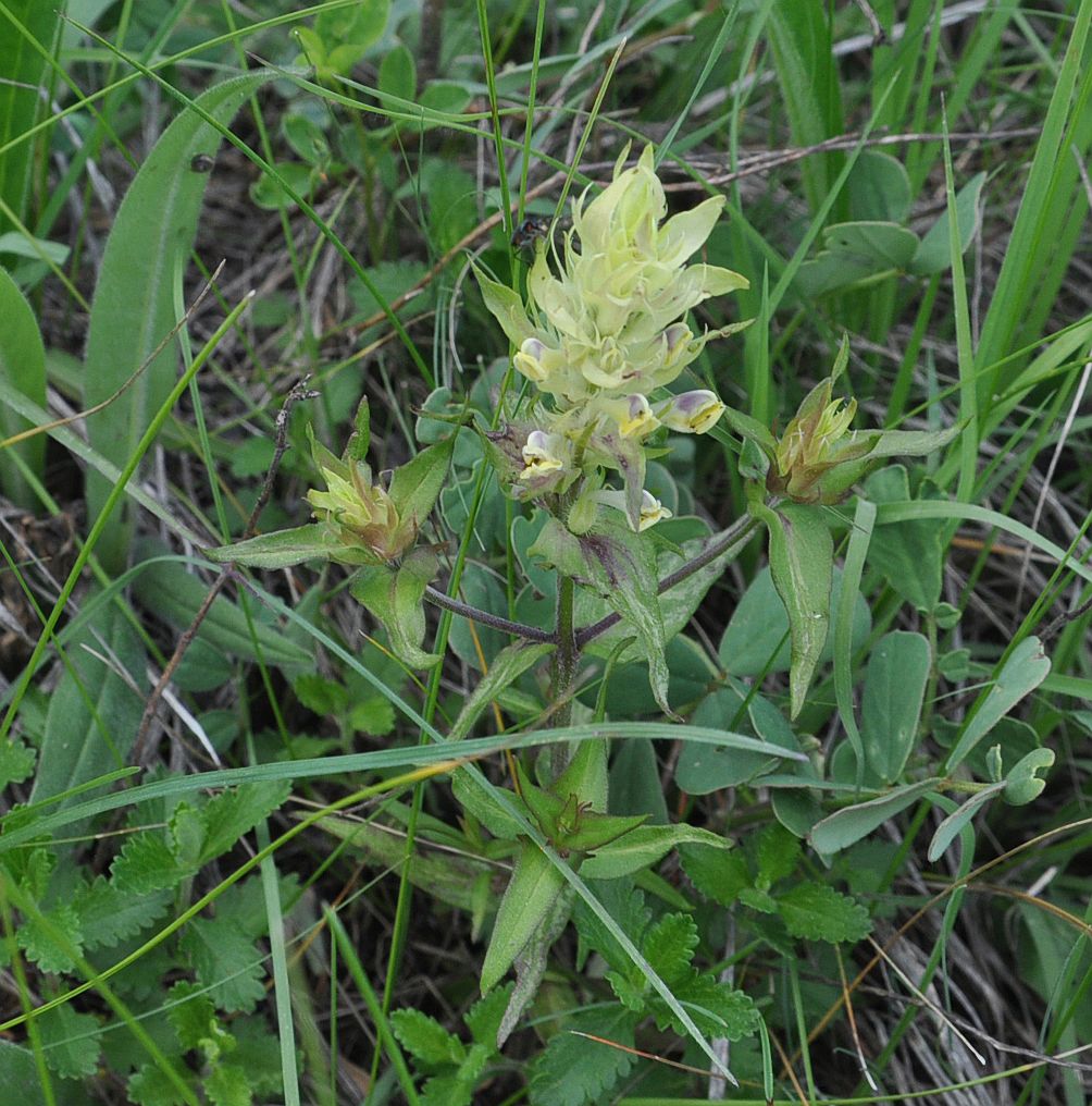 Image of Melampyrum chlorostachyum specimen.