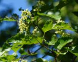 Acer tataricum