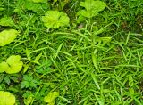Смотреть изображение Persicaria minor
