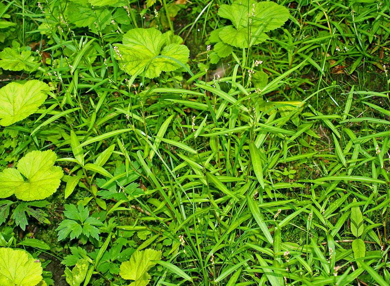 Image of Persicaria minor specimen.