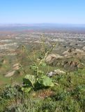 Смотреть изображение Crambe kotschyana