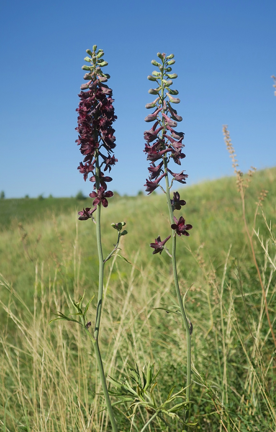 Изображение особи Delphinium puniceum.