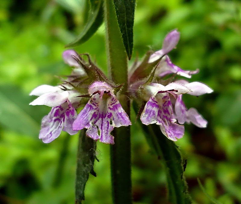 Изображение особи Stachys palustris.