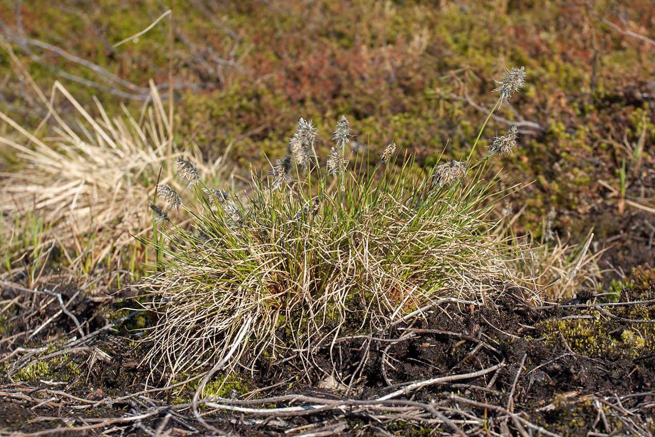 Изображение особи Eriophorum vaginatum.