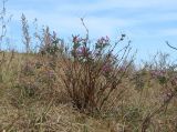 Astragalus suffruticosus