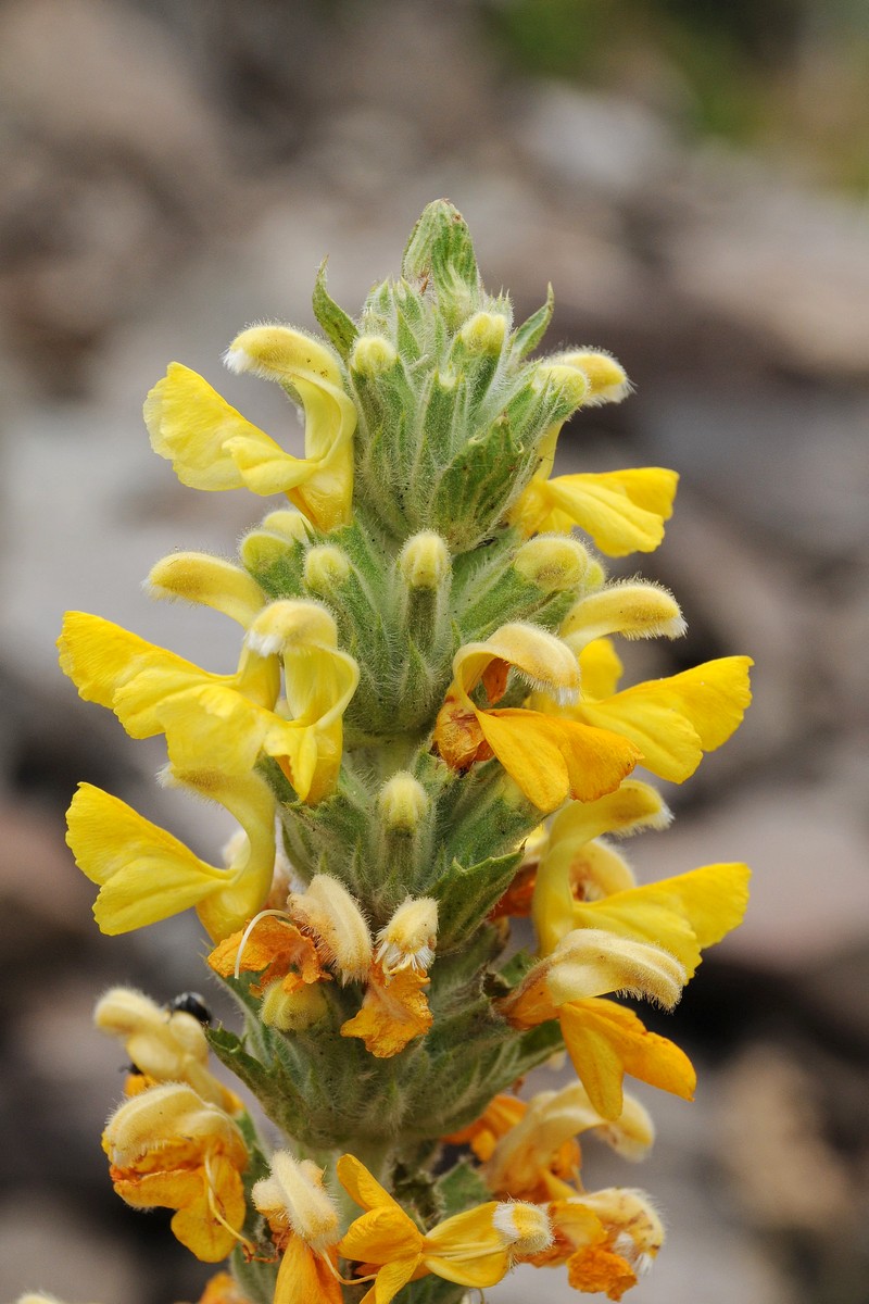 Image of Phlomoides goloskokovii specimen.