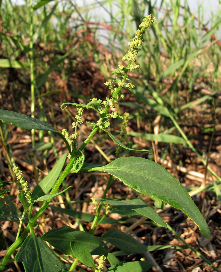 Изображение особи Atriplex nudicaulis.