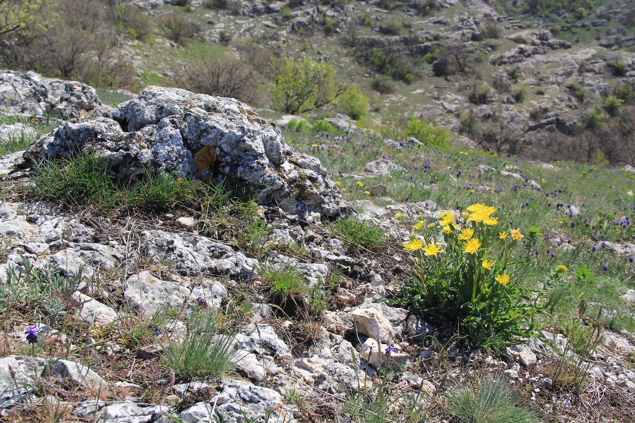 Image of Scorzonera crispa specimen.