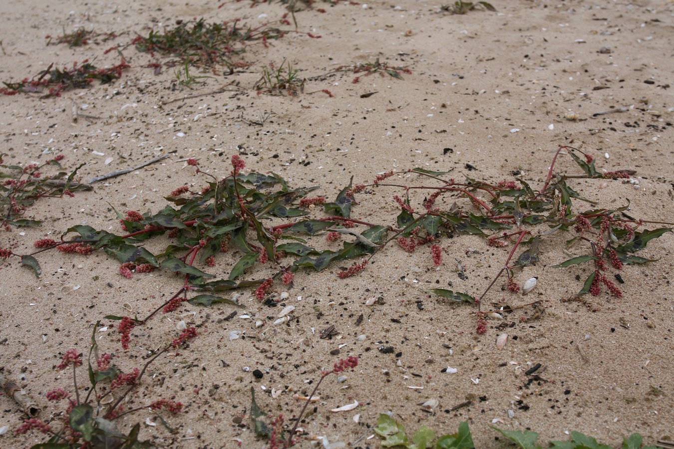 Image of Persicaria maculosa specimen.