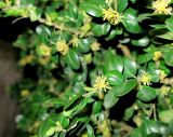 Buxus sempervirens. Побеги цветущего растения. Франция, Париж, V округ, сквер Рене Вивиани. 23.02.2020.