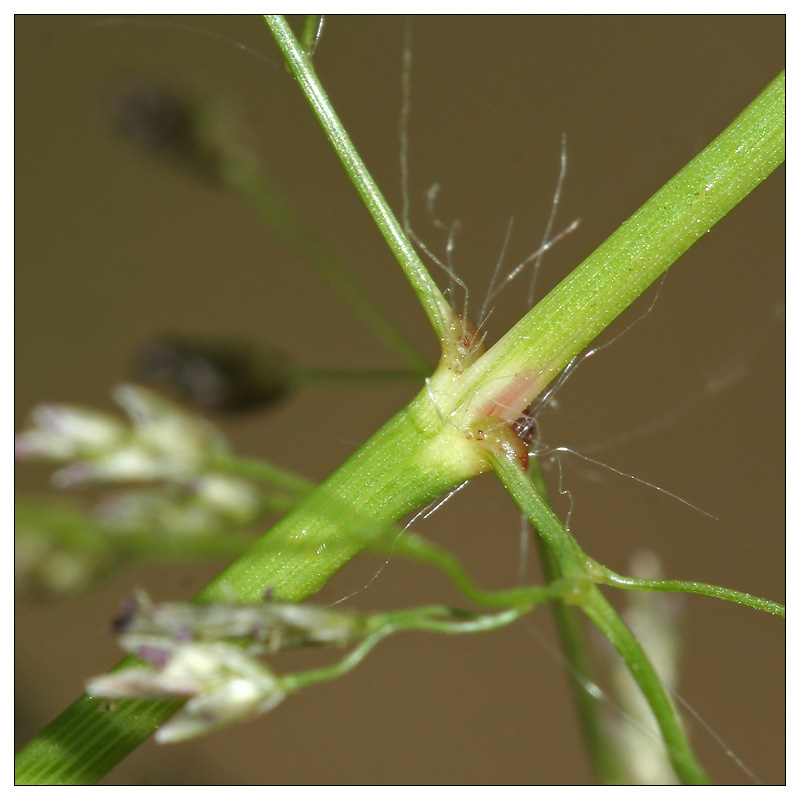 Image of Eragrostis amurensis specimen.