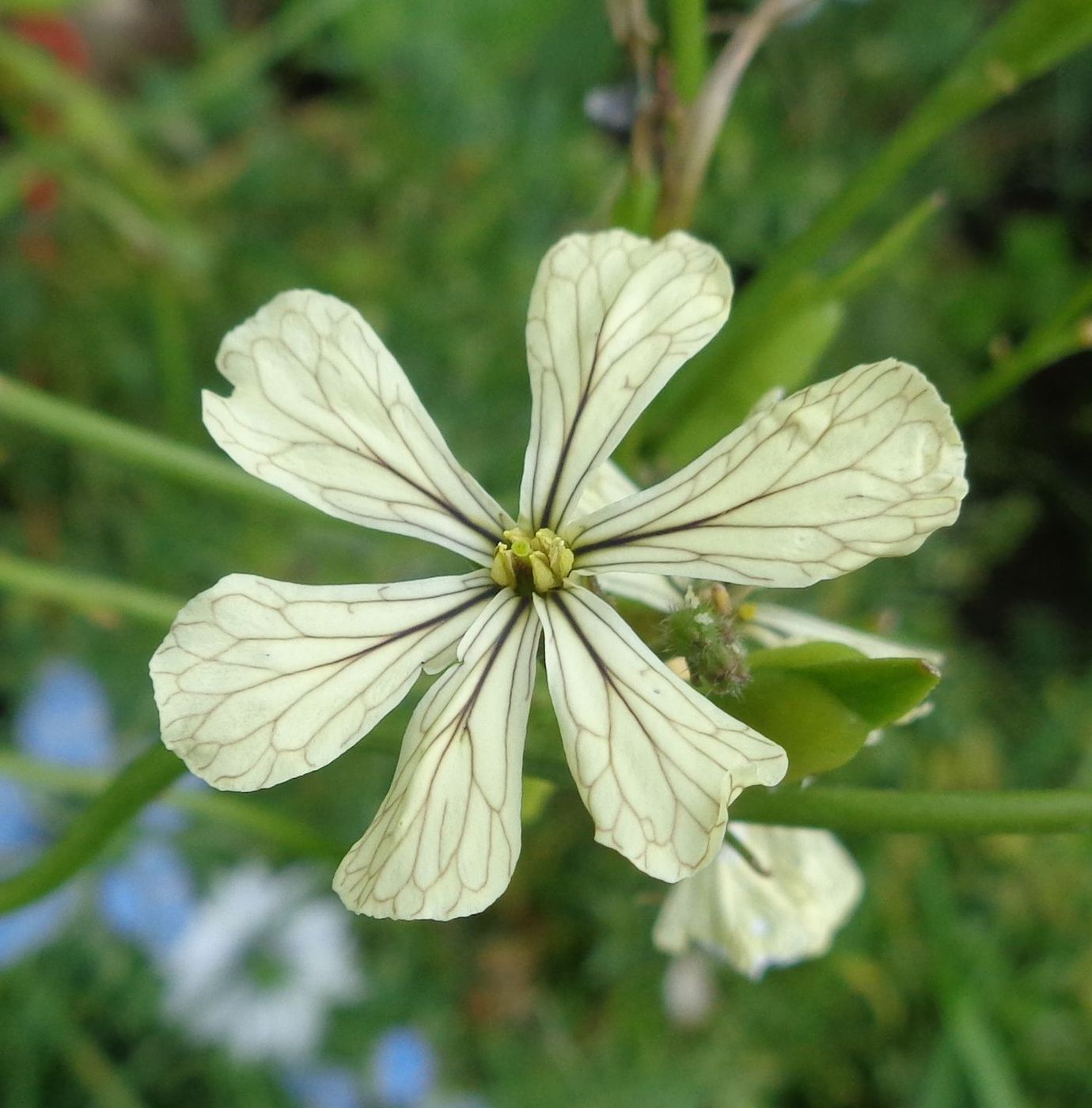 Image of Eruca sativa specimen.