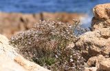 genus Limonium. Отцветающее растение в трещине гранитного блока. Испания, автономное сообщество Каталония, провинция Жирона, комарка Баш-Эмпорда, муниципалитет Бегур, бухта Aiguablava, обнажения лейкогранита на абразионной береговой террасе. 25.09.2019.